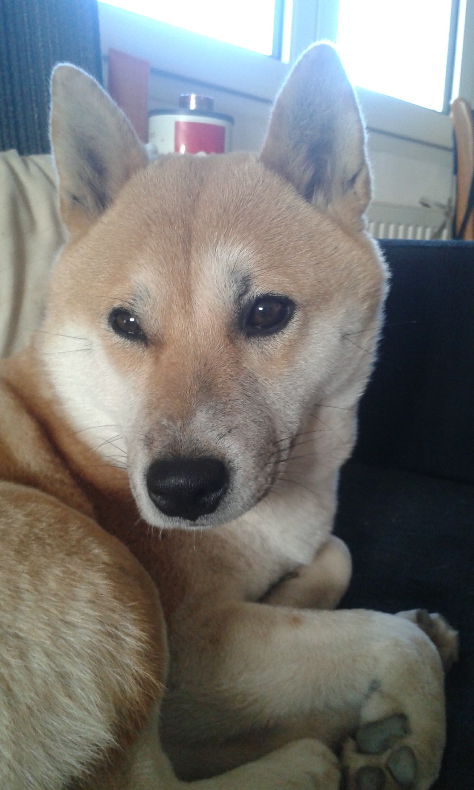 Shiba Inu baby colorful colorsplash cute emotions hdr ...