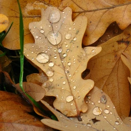 wapautumn leaves fall emotions nature