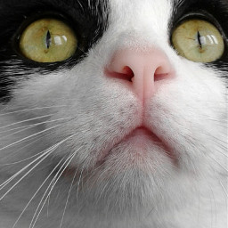 closeup cat animal cute emotions