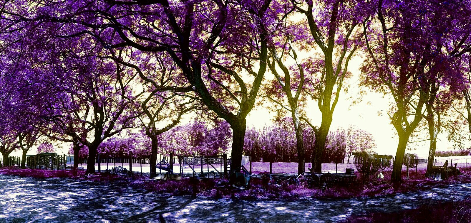 purple paradise #purple #paradise 💜 image by @kuplich_