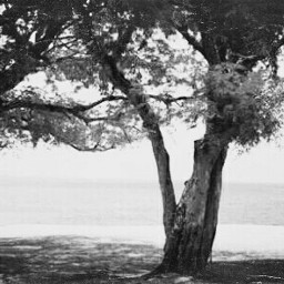 blackandwhite trees photography nobody cliffs