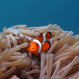 Aquarium Clownfish Image By Laura