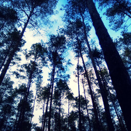 photography forest