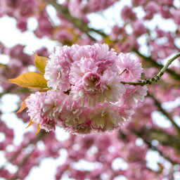 cherryblossom spring pink getoutside flowers